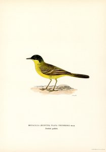 Grey-headed Wagtail