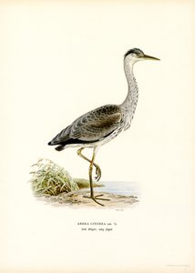 Grey Heron by Magnus Ferdinand and Wilhelm von Wright