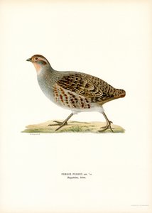 Grey Partridge by Magnus Ferdinand and Wilhelm von Wright