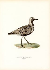 Grey Plover