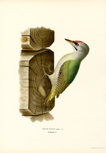 Grey Woodpecker by Magnus Ferdinand and Wilhelm von Wright