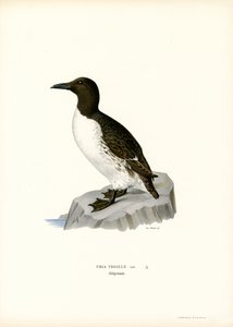 Guillemot by Magnus Ferdinand and Wilhelm von Wright