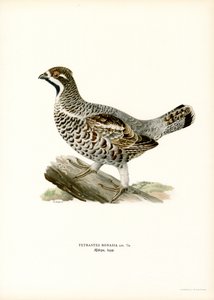 Hazel Grouse by Magnus Ferdinand and Wilhelm von Wright