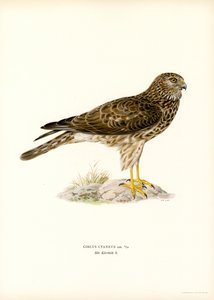 Hen Harrier by Magnus Ferdinand and Wilhelm von Wright
