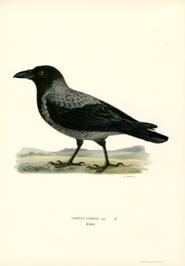 Hooded Crow
