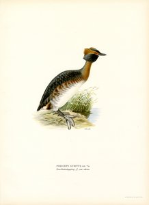 Horned Grebe by Magnus Ferdinand and Wilhelm von Wright