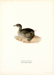Horned Grebe by Magnus Ferdinand and Wilhelm von Wright