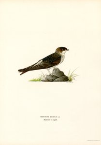 House Martin by Magnus Ferdinand and Wilhelm von Wright