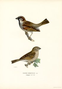 House Sparrow by Magnus Ferdinand and Wilhelm von Wright