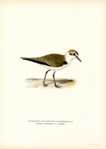 Kentish Plover