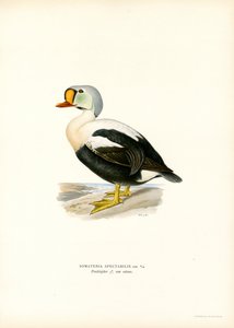 King Duck by Magnus Ferdinand and Wilhelm von Wright