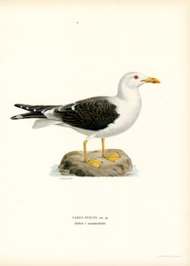 Lesser Black-backed Gull by Magnus Ferdinand and Wilhelm von Wright