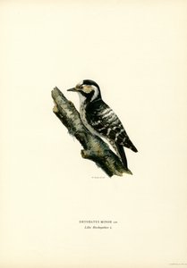 Lesser Spotted Woodpecker by Magnus Ferdinand and Wilhelm von Wright