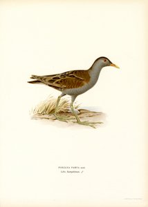 Little Crake