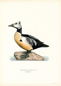 Little Eider by Magnus Ferdinand and Wilhelm von Wright