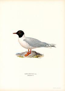 Little Gull by Magnus Ferdinand and Wilhelm von Wright