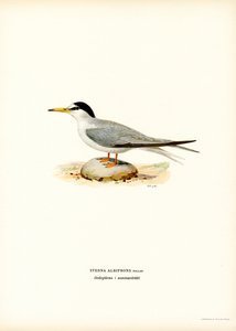 Little Tern by Magnus Ferdinand and Wilhelm von Wright