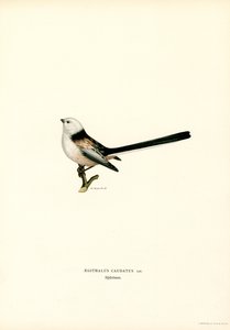 Long-tailed Tit by Magnus Ferdinand and Wilhelm von Wright