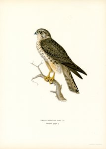 Merlin by Magnus Ferdinand and Wilhelm von Wright