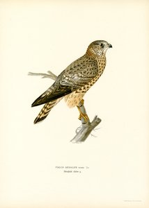 Merlin by Magnus Ferdinand and Wilhelm von Wright