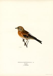 Mountain Finch by Magnus Ferdinand and Wilhelm von Wright