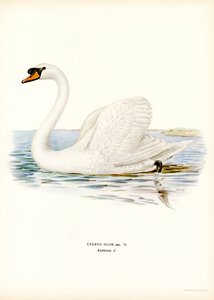 Mute Swan by Magnus Ferdinand and Wilhelm von Wright