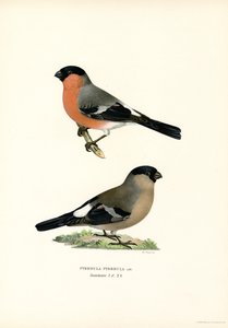 North Eurasian Bullfinch by Magnus Ferdinand and Wilhelm von Wright