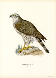 Northern Goshawk by Magnus Ferdinand and Wilhelm von Wright