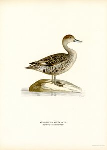 Northern Pintail by Magnus Ferdinand and Wilhelm von Wright