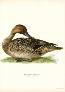 Northern Pintail by Magnus Ferdinand and Wilhelm von Wright