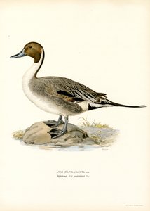 Northern Pintail