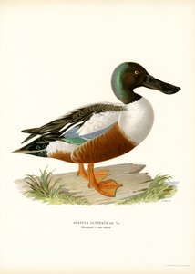 Northern Shoveler by Magnus Ferdinand and Wilhelm von Wright