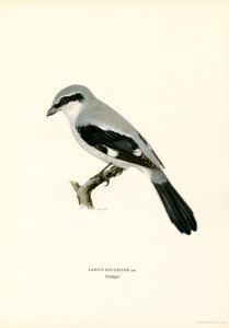 Northern Shrike