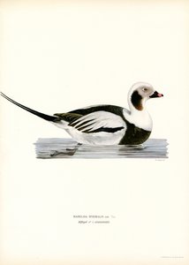Oldsquaw Duck by Magnus Ferdinand and Wilhelm von Wright