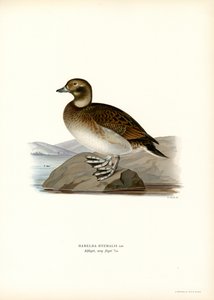 Oldsquaw Duck by Magnus Ferdinand and Wilhelm von Wright