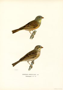 Ortolan Bunting by Magnus Ferdinand and Wilhelm von Wright