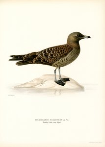 Parasitic Jaeger by Magnus Ferdinand and Wilhelm von Wright