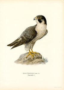 Peregrine Falcon
