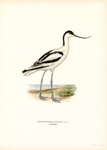 Pied Avocet