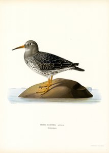 Purple Sandpiper by Magnus Ferdinand and Wilhelm von Wright