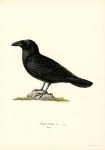 Raven