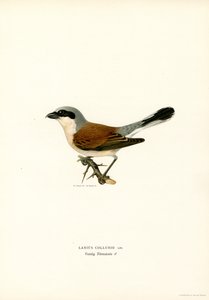 Red-backed Shrike