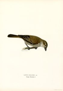 Red-backed Shrike