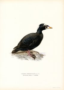 Red-billed Scoter by Magnus Ferdinand and Wilhelm von Wright