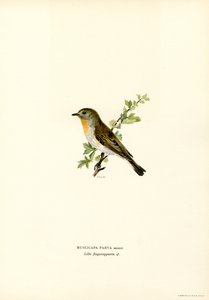 Red-breasted Flycatcher by Magnus Ferdinand and Wilhelm von Wright