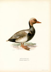 Red-crested Duck by Magnus Ferdinand and Wilhelm von Wright