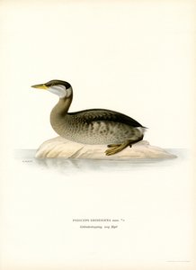 Red-necked Grebe by Magnus Ferdinand and Wilhelm von Wright