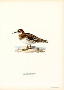 Red-necked Phalarope