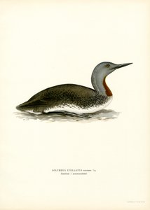 Red-throated Diver by Magnus Ferdinand and Wilhelm von Wright