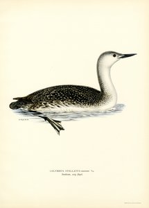 Red-throated Diver by Magnus Ferdinand and Wilhelm von Wright